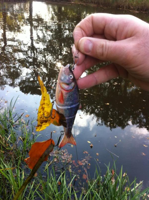 img_2506_zps5804052e