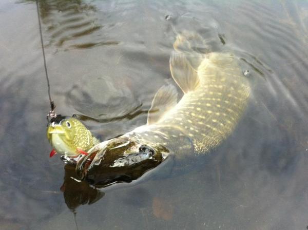 img_2518_bijgesneden_zps9d716fa9