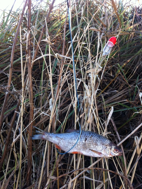 img_2696_zpsd4369fee