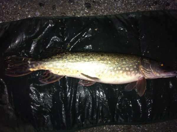 img_2703_zps4a11ee4d