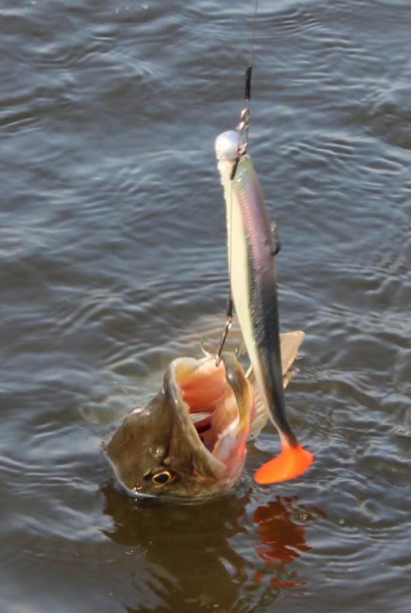 vis1_closeupinwater_zps865231e0