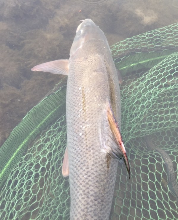 release1_zpspv8sizud