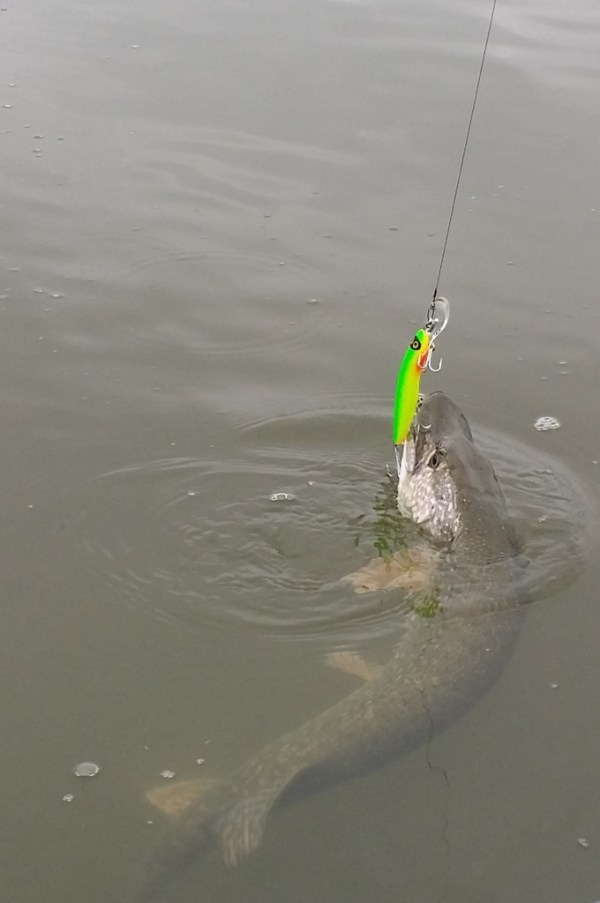 snoek_bijna_landklaar_zpsfckjobv3