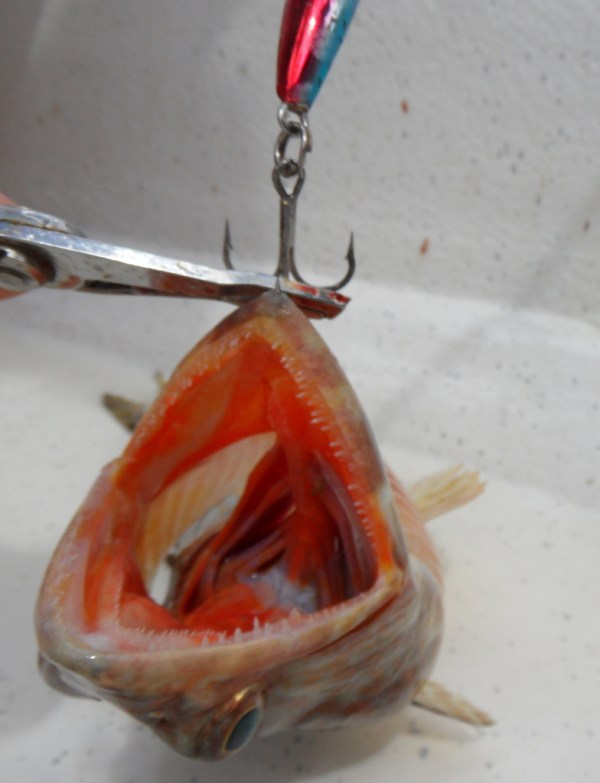 lizard_fish_zpsp7lr0ki4